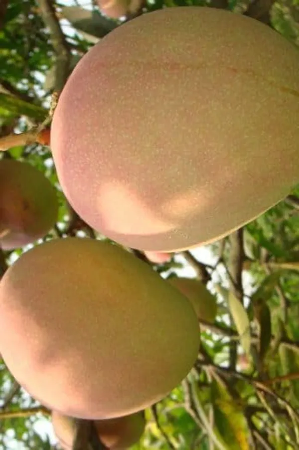 Early_Gold_MangoHeight_1.5-2_Feet_Hybrid_1_Healthy_Live_Plant