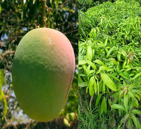 Early_Gold_MangoHeight_1.5-2_Feet_Hybrid_1_Healthy_Live_Plant