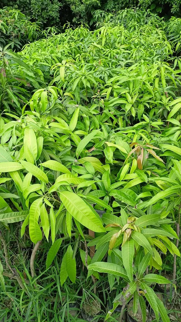 Early_Gold_MangoHeight_1.5-2_Feet_Hybrid_1_Healthy_Live_Plant