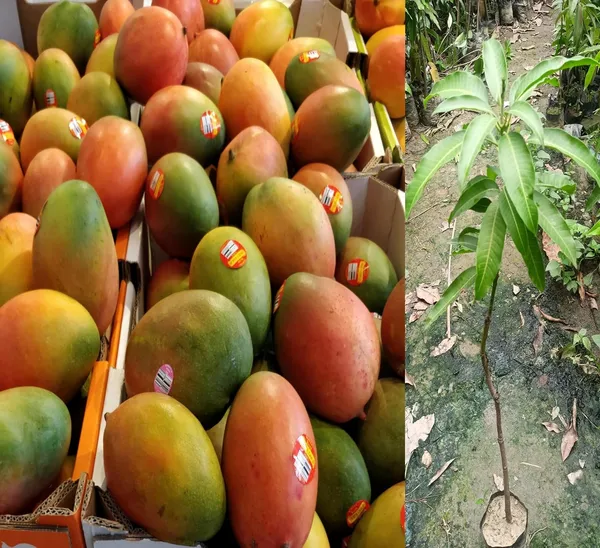 Ford_Mango_Tree_Hybrid_1_Healthy_Live_Plant_(Grafted_Plant-_1.5-2_Feet_Height)