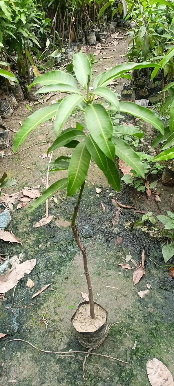 Ford_Mango_Tree_Hybrid_1_Healthy_Live_Plant_(Grafted_Plant-_1.5-2_Feet_Height)