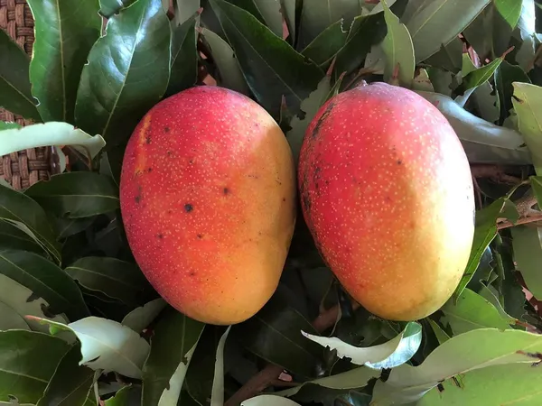 Ford_Mango_Tree_Hybrid_1_Healthy_Live_Plant_(Grafted_Plant-_1.5-2_Feet_Height)