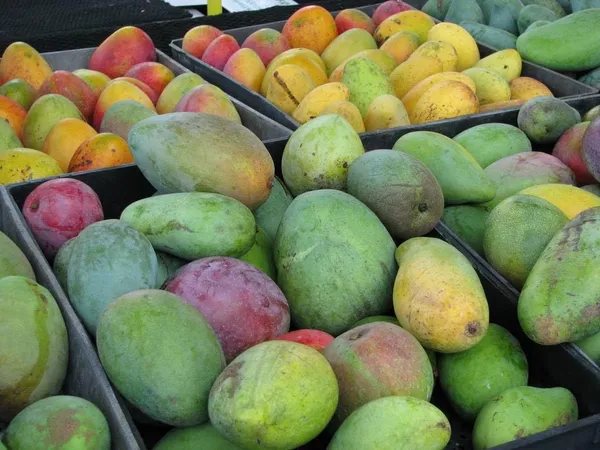 Ford_Mango_Tree_Hybrid_1_Healthy_Live_Plant_(Grafted_Plant-_1.5-2_Feet_Height)