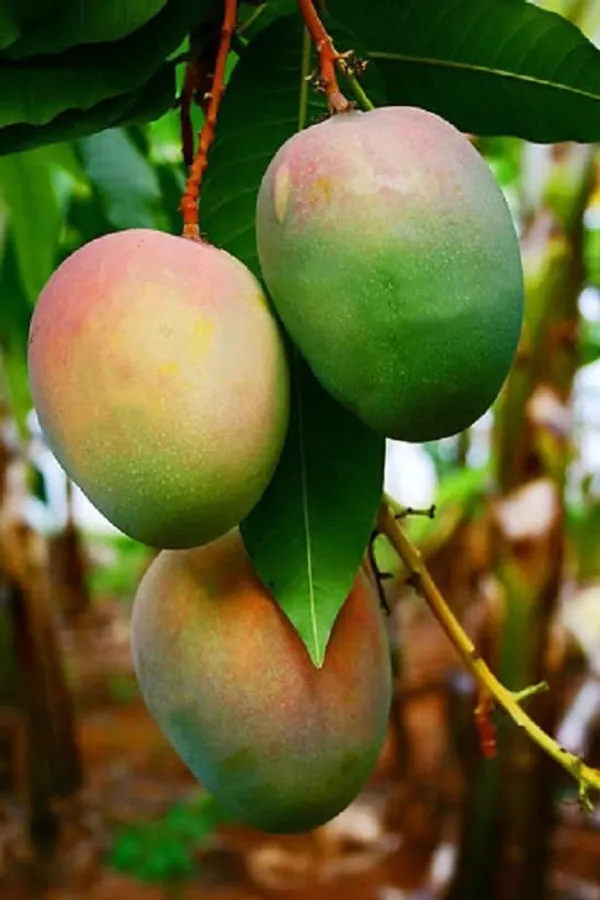 Ford_Mango_Tree_Hybrid_1_Healthy_Live_Plant_(Grafted_Plant-_1.5-2_Feet_Height)