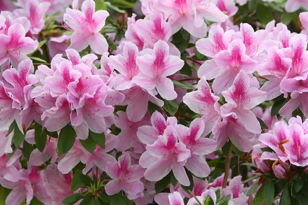 George_L._Taber_Azalea_Flower_Height_1.5-3_Feet_Flower_After_1-2_Years_Beautiful_Azalea_Plant_Live_For_Home_Gardening,_Shrub,_Bush_Azalea_Flower_Tree