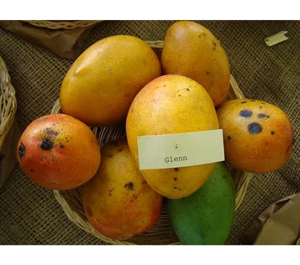 Nursery_Glenn_Originates_From_Florida_Mango_Plant_(Grafted_Plant_Height_1.5-2_Feet)_Hybrid_1_Healthy_Live_Frout_Plant_For_Home_Garden_Fruit_After_2-3_Years_Aam_King_Of_Fruits