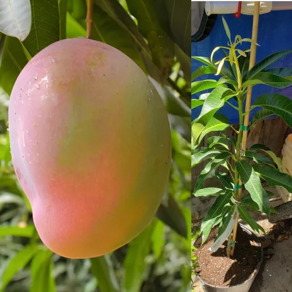 Nursery_Glenn_Originates_From_Florida_Mango_Plant_(Grafted_Plant_Height_1.5-2_Feet)_Hybrid_1_Healthy_Live_Frout_Plant_For_Home_Garden_Fruit_After_2-3_Years_Aam_King_Of_Fruits