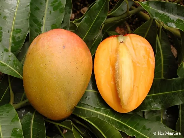 Nursery_Glenn_Originates_From_Florida_Mango_Plant_(Grafted_Plant_Height_1.5-2_Feet)_Hybrid_1_Healthy_Live_Frout_Plant_For_Home_Garden_Fruit_After_2-3_Years_Aam_King_Of_Fruits