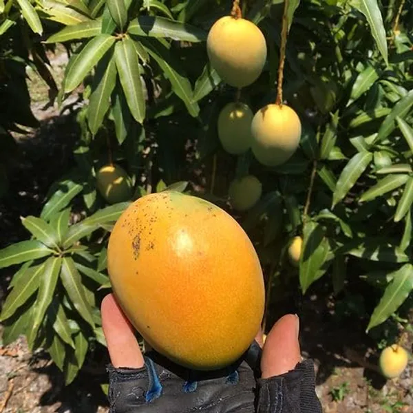 Gold_Nugget_Mango_Plant_Fruit_After_2-3_Years_Hybrid_1_Healthy_Live_Plant_(Grafted_Plant,_1.5-2_Feet_Height)