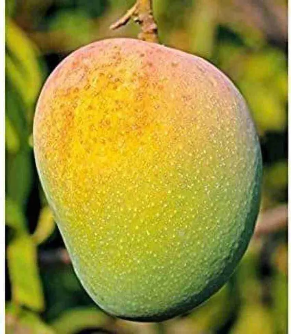 Gold_Nugget_Mango_Plant_Fruit_After_2-3_Years_Hybrid_1_Healthy_Live_Plant_(Grafted_Plant,_1.5-2_Feet_Height)