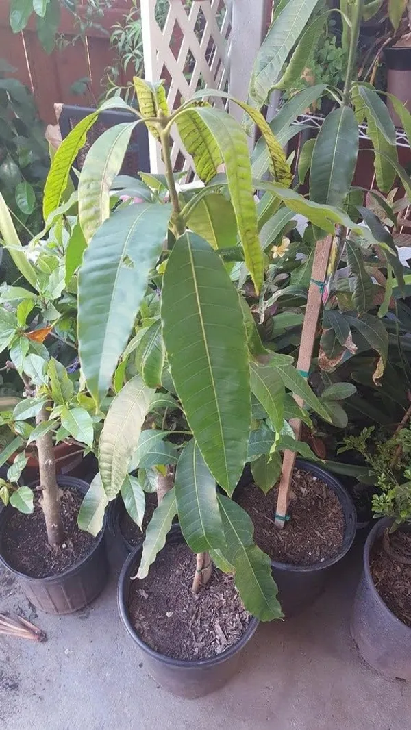 Gold_Nugget_Mango_Plant_Fruit_After_2-3_Years_Hybrid_1_Healthy_Live_Plant_(Grafted_Plant,_1.5-2_Feet_Height)