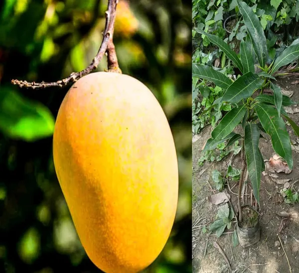 Gold_Nugget_Mango_Plant_Fruit_After_2-3_Years_Hybrid_1_Healthy_Live_Plant_(Grafted_Plant,_1.5-2_Feet_Height)