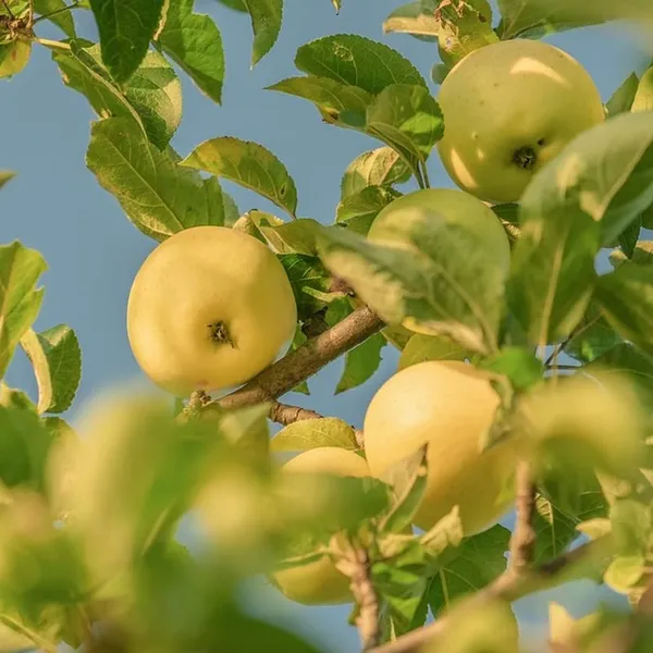Combo_2_Golden_Delicious_Apple_Fruit_Plant_1.5-3_Feet_Height_Grafted_Hybrid_Super_Yielding_Early_Fruting_Fruit_Plant'_For_Home_Garden