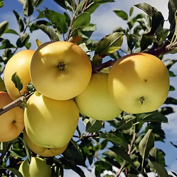 Combo_2_Golden_Delicious_Apple_Fruit_Plant_1.5-3_Feet_Height_Grafted_Hybrid_Super_Yielding_Early_Fruting_Fruit_Plant'_For_Home_Garden