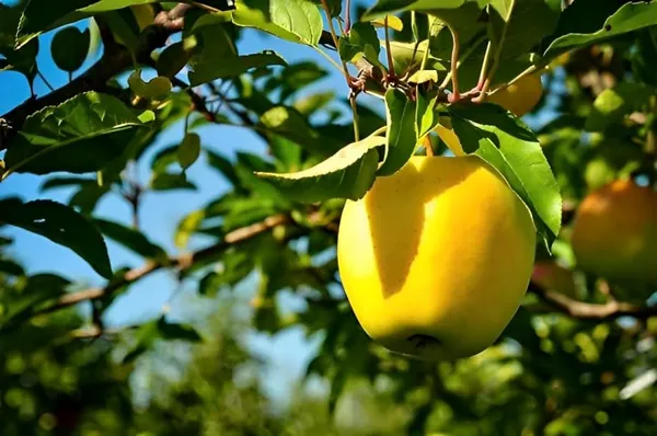 Combo_2_Golden_Delicious_Apple_Fruit_Plant_1.5-3_Feet_Height_Grafted_Hybrid_Super_Yielding_Early_Fruting_Fruit_Plant'_For_Home_Garden