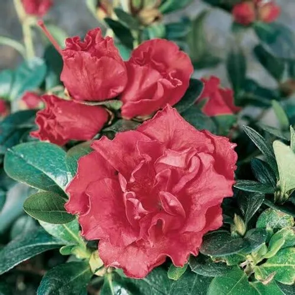 Goyet_Azalea_Flower_Height_1.5-3_Feet_Flower_After_1-2_Years_Beautiful_Azalea_Plant_Live_For_Home_Gardening,_Shrub,_Bush_Azalea_Flower_Tree