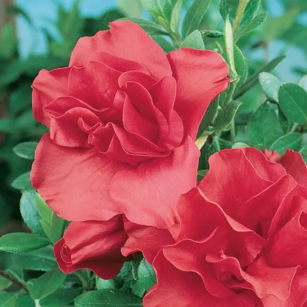 Goyet_Azalea_Flower_Height_1.5-3_Feet_Flower_After_1-2_Years_Beautiful_Azalea_Plant_Live_For_Home_Gardening,_Shrub,_Bush_Azalea_Flower_Tree