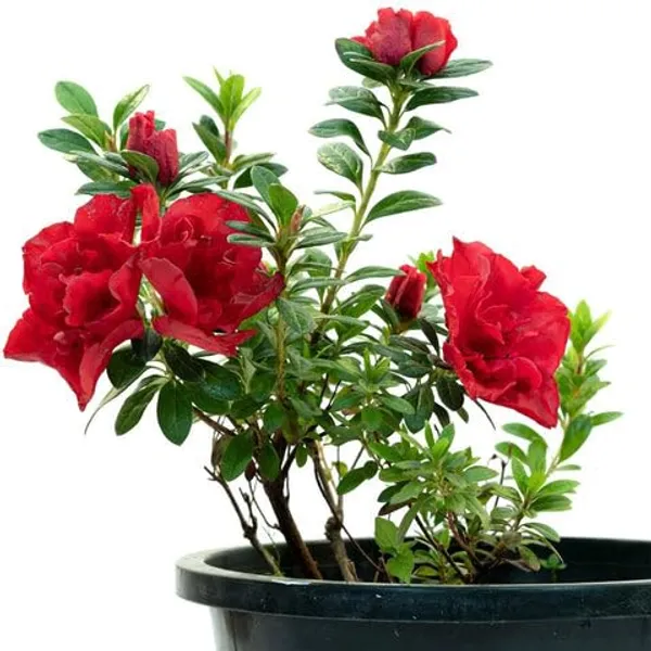 Goyet_Azalea_Flower_Height_1.5-3_Feet_Flower_After_1-2_Years_Beautiful_Azalea_Plant_Live_For_Home_Gardening,_Shrub,_Bush_Azalea_Flower_Tree
