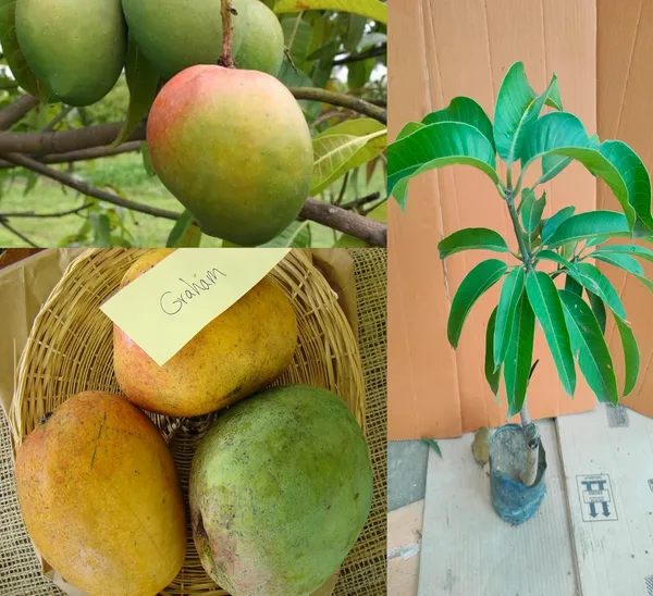 Graham_Mango_Fruit_After_1-2_Years_Hybrid_1_Healthy_Live_Plant_(Grafted_Plant,_1.5-2_Feet_Height)