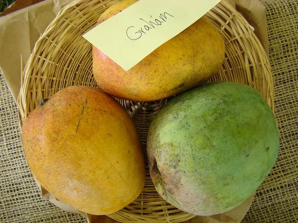 Graham_Mango_Fruit_After_1-2_Years_Hybrid_1_Healthy_Live_Plant_(Grafted_Plant,_1.5-2_Feet_Height)