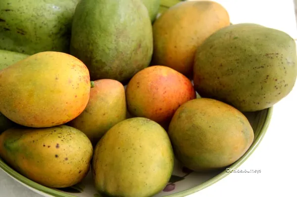 Graham_Mango_Fruit_After_1-2_Years_Hybrid_1_Healthy_Live_Plant_(Grafted_Plant,_1.5-2_Feet_Height)