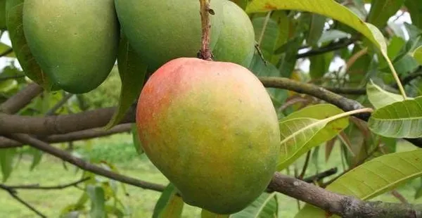Graham_Mango_Fruit_After_1-2_Years_Hybrid_1_Healthy_Live_Plant_(Grafted_Plant,_1.5-2_Feet_Height)