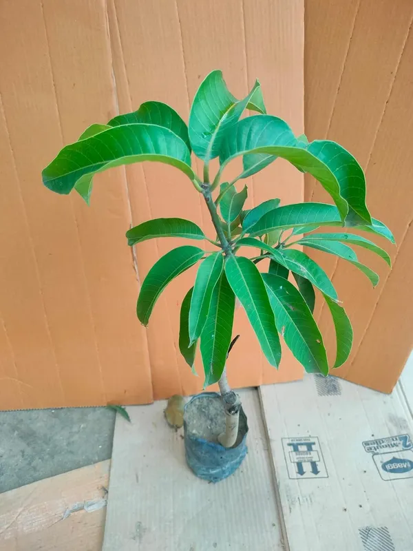Graham_Mango_Fruit_After_1-2_Years_Hybrid_1_Healthy_Live_Plant_(Grafted_Plant,_1.5-2_Feet_Height)