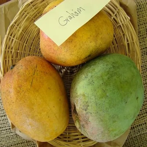 Graham_Mango_Plant_Hybrid_1_Healthy_Live_Plant_(Grafted_Plant,_1.5-2_Feet_Height)