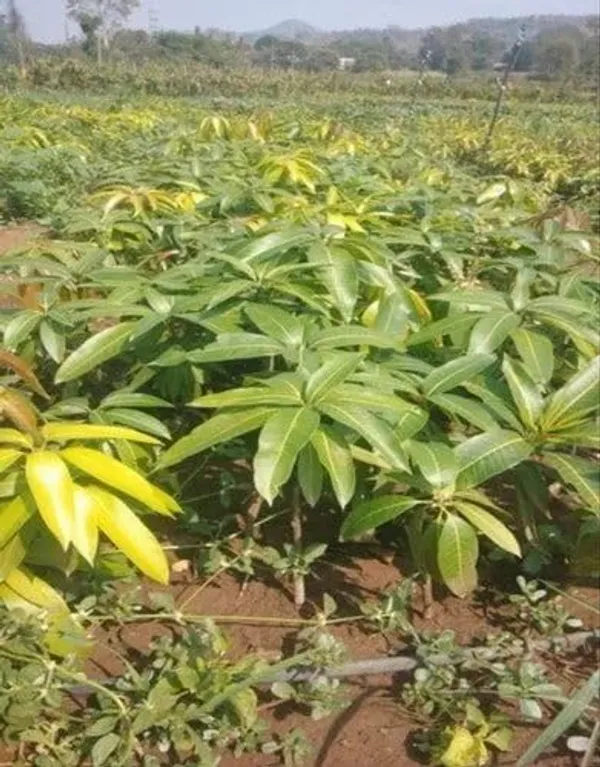 Graham_Mango_Plant_Hybrid_1_Healthy_Live_Plant_(Grafted_Plant,_1.5-2_Feet_Height)
