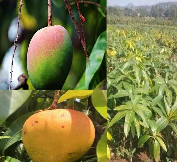 Graham_Mango_Plant_Hybrid_1_Healthy_Live_Plant_(Grafted_Plant,_1.5-2_Feet_Height)