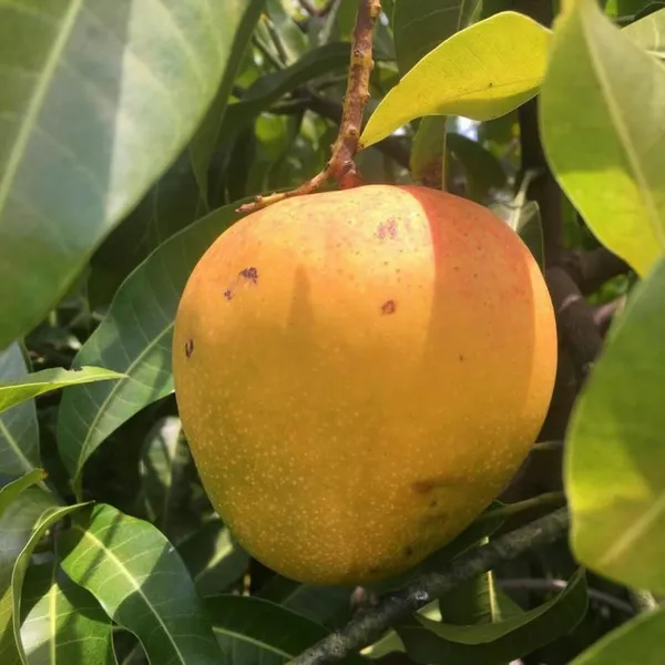 Graham_Mango_Plant_Hybrid_1_Healthy_Live_Plant_(Grafted_Plant,_1.5-2_Feet_Height)