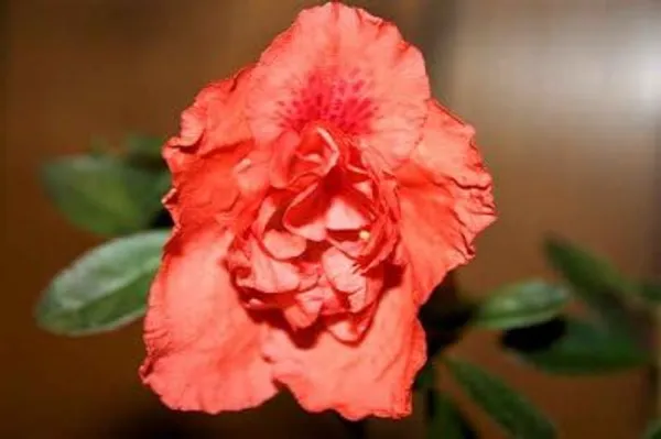 Great_Expectations_Azalea_Flower_Height_1.5-3_Feet_Flower_After_1-2_Years_Beautiful_Azalea_Plant_Live_For_Home_Gardening,_Shrub,_Bush_Azalea_Flower_Tree