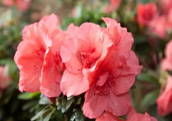 Great_Expectations_Azalea_Flower_Height_1.5-3_Feet_Flower_After_1-2_Years_Beautiful_Azalea_Plant_Live_For_Home_Gardening,_Shrub,_Bush_Azalea_Flower_Tree