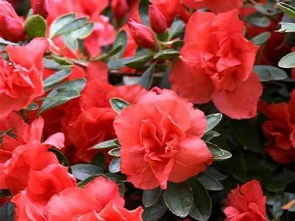 Great_Expectations_Azalea_Flower_Height_1.5-3_Feet_Flower_After_1-2_Years_Beautiful_Azalea_Plant_Live_For_Home_Gardening,_Shrub,_Bush_Azalea_Flower_Tree