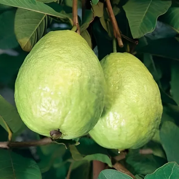 Guava_Plant_M49_Air_Layered_1.5-2_Feet_Plant_For_Home_Garden_Guava_Tree_Hybrid