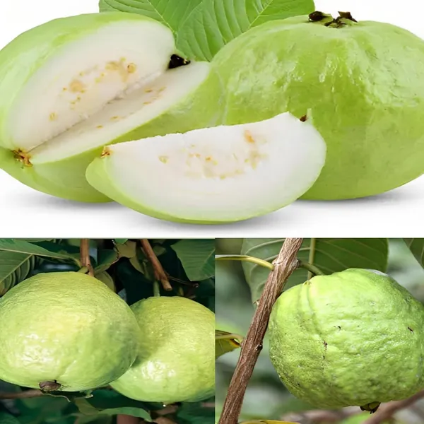 Guava_Plant_M49_Air_Layered_1.5-2_Feet_Plant_For_Home_Garden_Guava_Tree_Hybrid