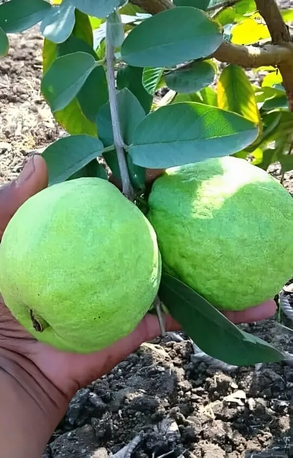 Guava_Plant_M49_Air_Layered_1.5-2_Feet_Plant_For_Home_Garden_Guava_Tree_Hybrid