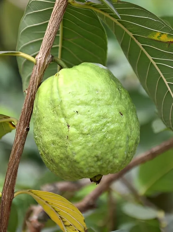Guava_Plant_M49_Air_Layered_1.5-2_Feet_Plant_For_Home_Garden_Guava_Tree_Hybrid