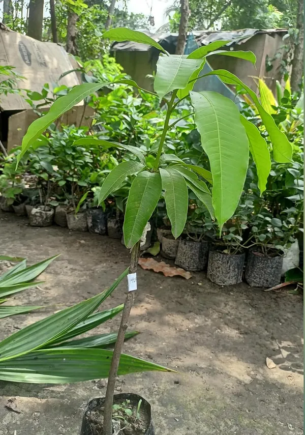 Gulab_Khas_Mango_Grafted_Plant_Fruit_After_1-2_Years_Hybrid_1_Healthy_Tree_Height_1.5-2_Feet_Live_Plant_For_Home_Garden