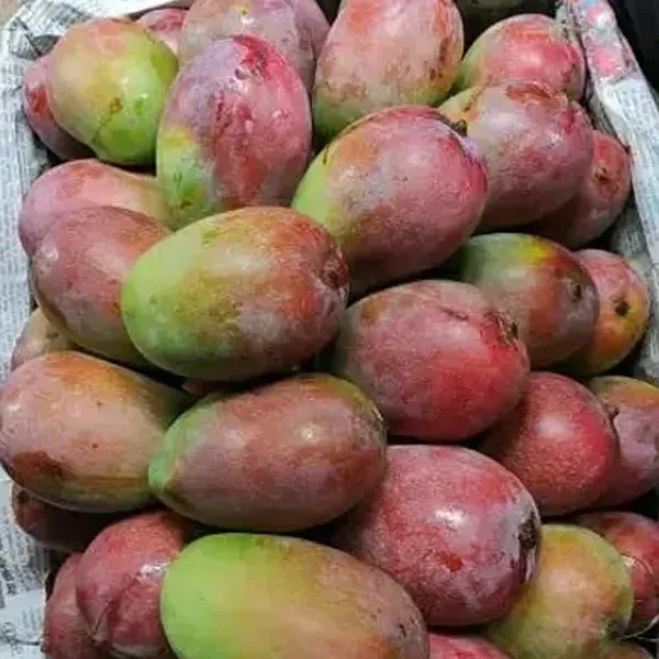 Gulab_Khas_Mango_Grafted_Plant_Fruit_After_1-2_Years_Hybrid_1_Healthy_Tree_Height_1.5-2_Feet_Live_Plant_For_Home_Garden