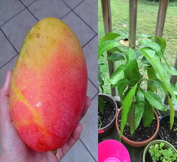 Gulab_Khas_Mango_Grafted_Plant_Fruit_After_1-2_Years_Hybrid_1_Healthy_Tree_Height_1.5-2_Feet_Live_Plant_For_Home_Garden