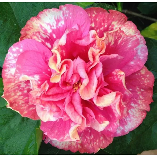Hibicus_Flower_Plant_Hybrid_Multi_Color_Gudhal_Tree_17_Inch