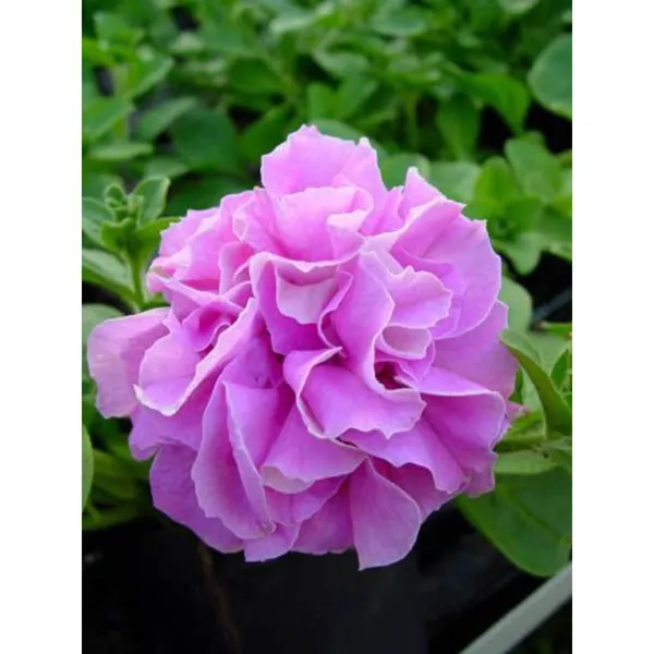 Hibicus_Flower_Plant_Hybrid_Multi_Color_Gudhal_Tree_17_Inch