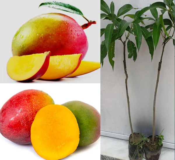 Haden_Mango_Plant_Hybrid_1_Healthy_Live_Plant_Fruit_After_2.5-3_Years_(Grafted_Plant,_1.5-2_Feet_Height)_Live_Plant_For_Home_Garden_Fast-Growing_And_Low_Maintenance_Tree