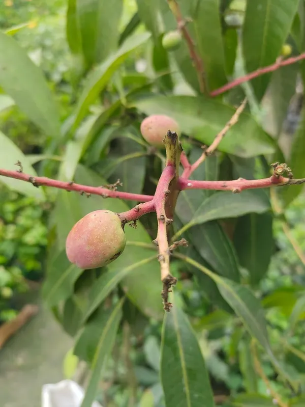 Haden_Mango_Plant_Hybrid_1_Healthy_Live_Plant_Fruit_After_2.5-3_Years_(Grafted_Plant,_1.5-2_Feet_Height)_Live_Plant_For_Home_Garden_Fast-Growing_And_Low_Maintenance_Tree