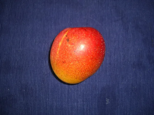 Haden_Mango_Plant_Hybrid_1_Healthy_Live_Plant_Fruit_After_2.5-3_Years_(Grafted_Plant,_1.5-2_Feet_Height)_Live_Plant_For_Home_Garden_Fast-Growing_And_Low_Maintenance_Tree
