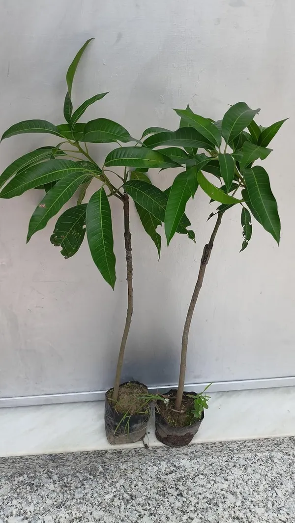 Haden_Mango_Plant_Hybrid_1_Healthy_Live_Plant_Fruit_After_2.5-3_Years_(Grafted_Plant,_1.5-2_Feet_Height)_Live_Plant_For_Home_Garden_Fast-Growing_And_Low_Maintenance_Tree