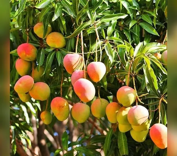 Haden_Mango_Plant_Hybrid_1_Healthy_Live_Plant_Fruit_After_2.5-3_Years_(Grafted_Plant,_1.5-2_Feet_Height)_Live_Plant_For_Home_Garden_Fast-Growing_And_Low_Maintenance_Tree
