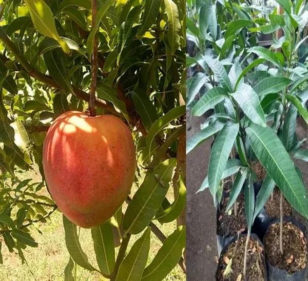Hatcher_Mango_Grafted_Plant_Fruit_After_2-3_Years_(Pack_Of_1_Healthy_Tree,_Height_2_Feet)