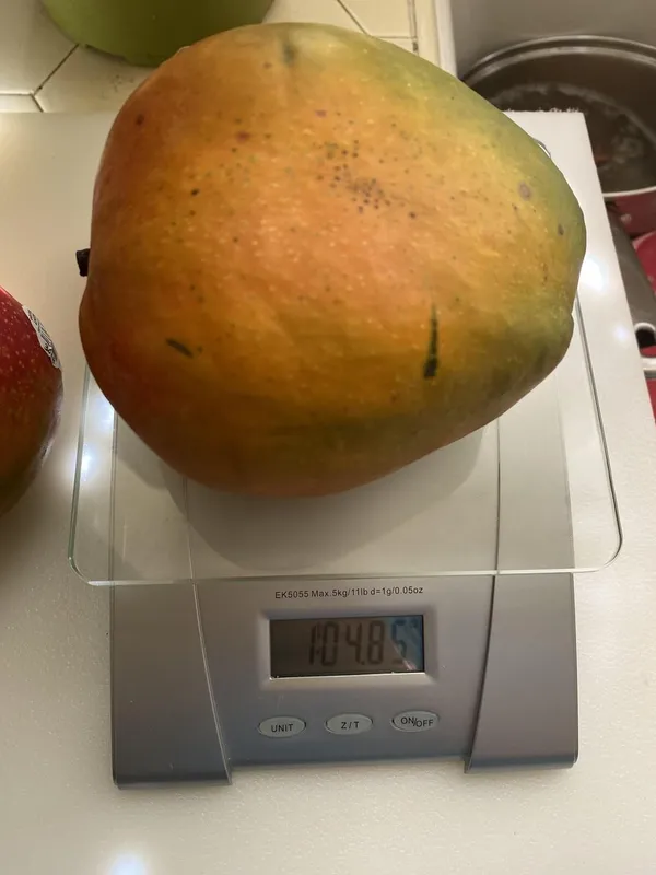 Hatcher_Mango_Grafted_Plant_Fruit_After_2-3_Years_(Pack_Of_1_Healthy_Tree,_Height_2_Feet)